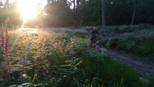 A mountain biker is cycling through a wooded area. In the background the sun is setting, casting a golden light over the bracken in the foreground