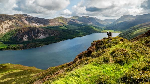 A sheep on a hill looks out over a large lake