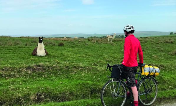 A man stands over his bicycle in front of a field, looking at a sitting Llama in a green field full of Llamas