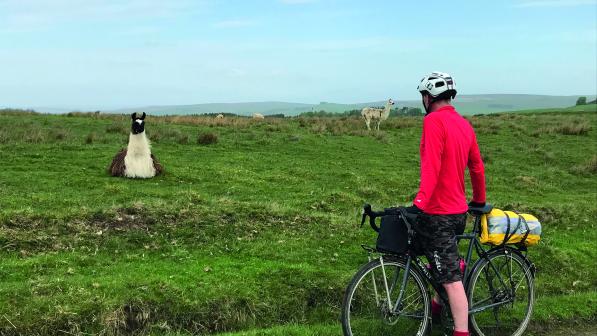 A man stands over his bicycle in front of a field, looking at a sitting Llama in a green field full of Llamas