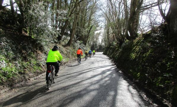 Cyclists going uphill on road with tall trees and long shadows