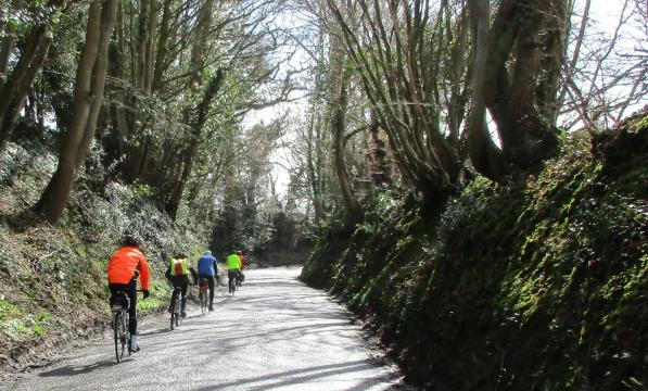 People cycling up a road with trees on both banks