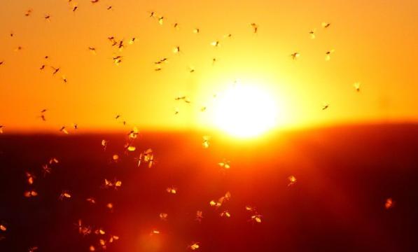 crowds of midges silhouetted by a sun setting