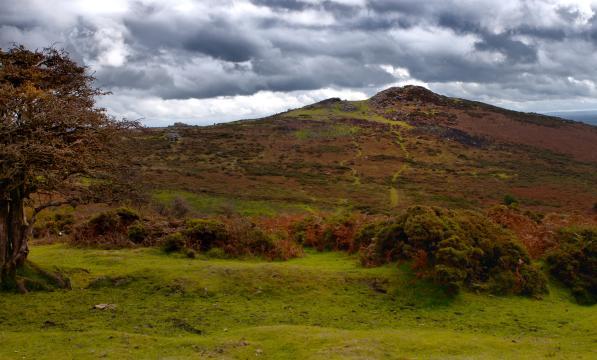 An autumnal moorland scene of a bracken-covered hill on Dartmoor